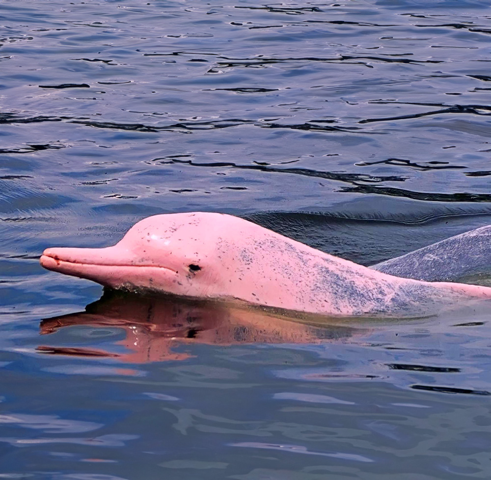 Tour de delfines rosados – Koh Mad Sum